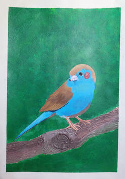 pajaro pajaro